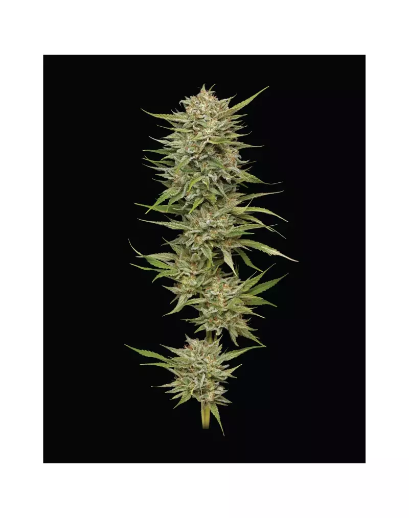 OG Kush Auto, Фасовка: 3, изображение 2